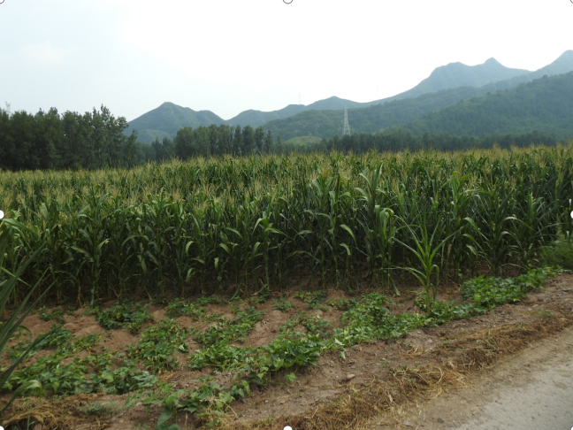 承德市高新區(qū)上板城鎮(zhèn)西大廟村0.78畝土地經(jīng)營權(quán)出租