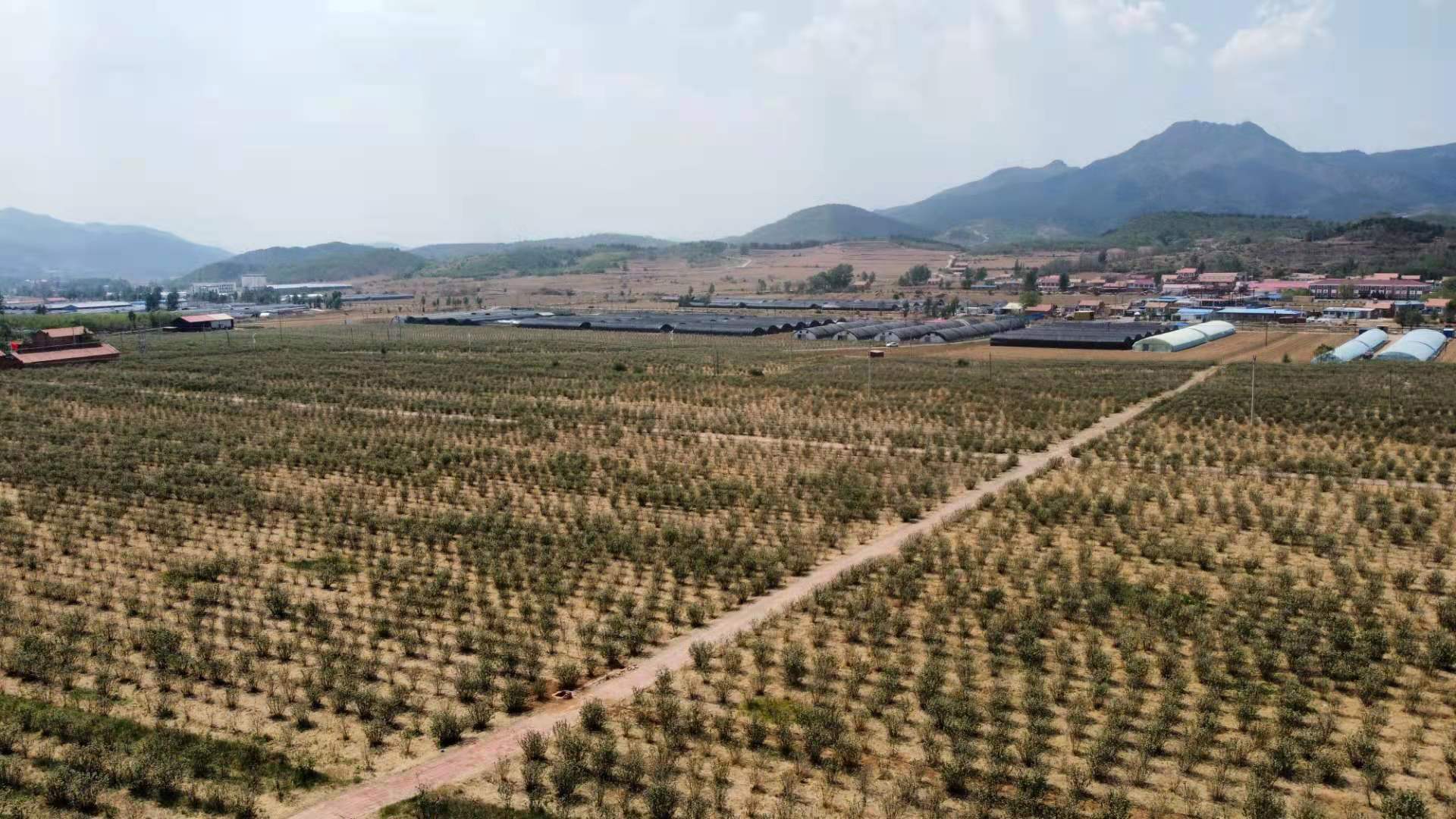 平泉市楊樹嶺鎮(zhèn)排杖子328畝土地流轉(zhuǎn)
